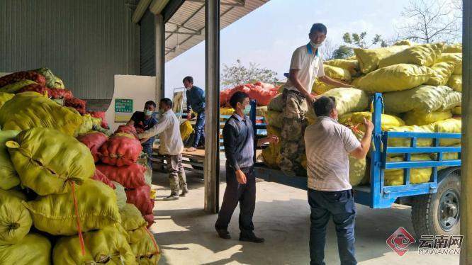 盈江土豆行情動(dòng)態(tài)，種植希望，收獲自信與成就