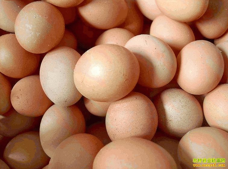 肇東雞蛋價(jià)格最新動(dòng)態(tài)，跟隨自然腳步，重拾內(nèi)心寧?kù)o與平和的探索之旅