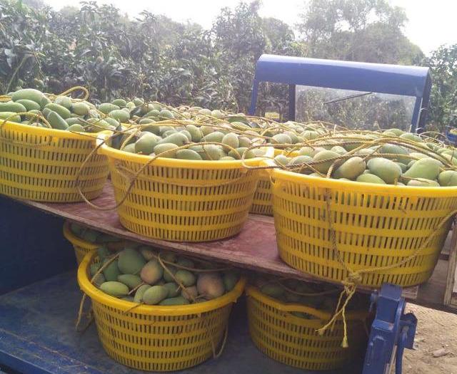 最新芒果品種揭秘，熱帶風(fēng)味的獨特魅力探索