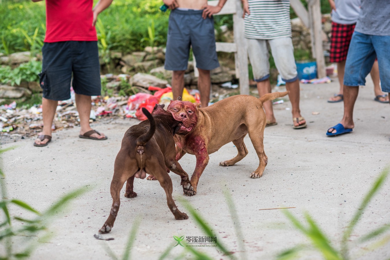 玉林斗狗風(fēng)采，小巷深處的獨(dú)特風(fēng)情展
