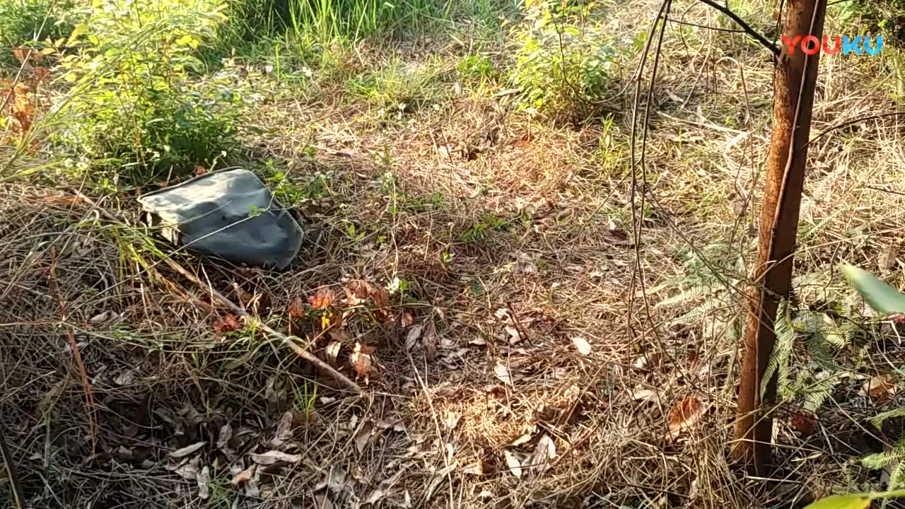 鷓鴣中套最新視頻，領(lǐng)略傳統(tǒng)藝術(shù)魅力的震撼登場(chǎng)！