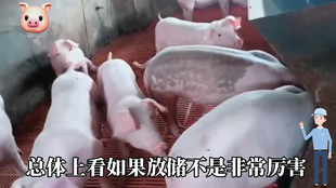 最新閹豬技巧步驟指南，專(zhuān)業(yè)方法與實(shí)用操作指南