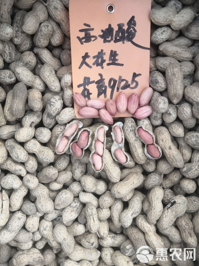 最新花生品種，小巷中的隱秘寶藏發(fā)現(xiàn)