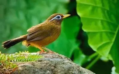 鎮(zhèn)雄房屋最新出售信息，家園變遷與自我成長的自信成就