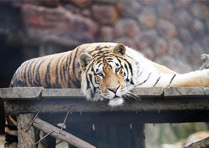 新澳猛虎報,創(chuàng)新策略設計_XDW47.203動感版