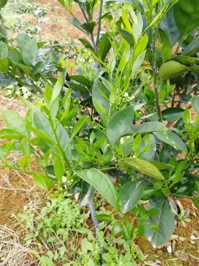 柑橘最新保果技術(shù)，開啟探索之旅，勵志無限可能