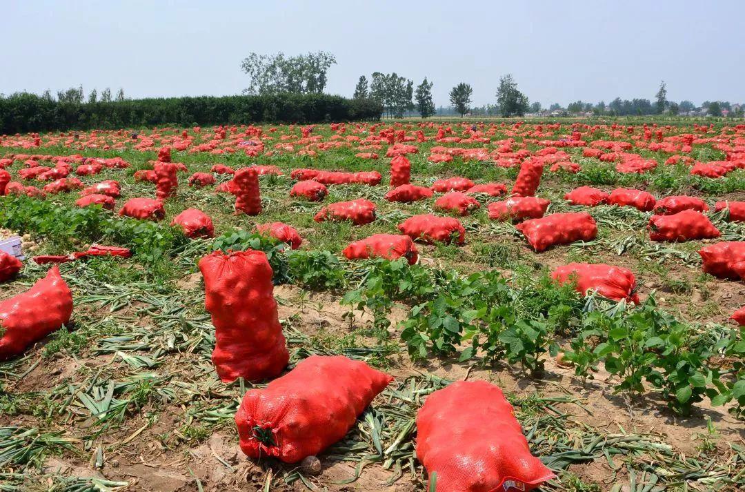 金鄉(xiāng)洋蔥出庫最新價格，獲取與了解的步驟指南