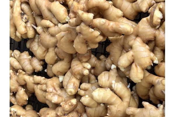 昌邑生姜市場最新價格指南，全面了解生姜市場行情與價格動態(tài)