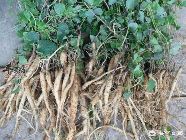 甘肅黨參最新價格動態(tài)，市場走勢與影響因素分析