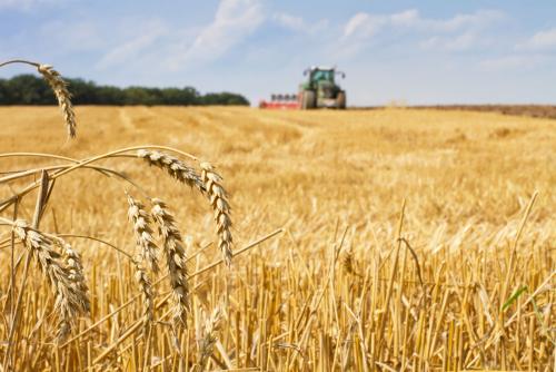 鶴壁小麥最新行情，科技引領(lǐng)農(nóng)業(yè)新時代，市場智能體驗新篇章