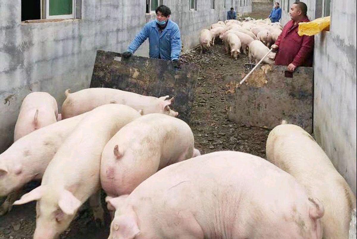 時代背景下的市場波動與影響，全國最新豬肉價格分析