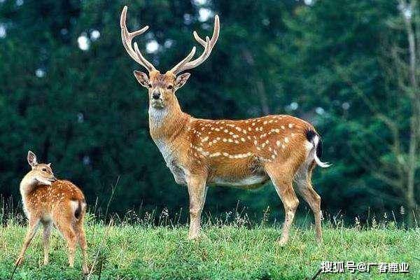 新奧2024資料大全160期,實時更新解釋介紹_SVE83.875便攜版