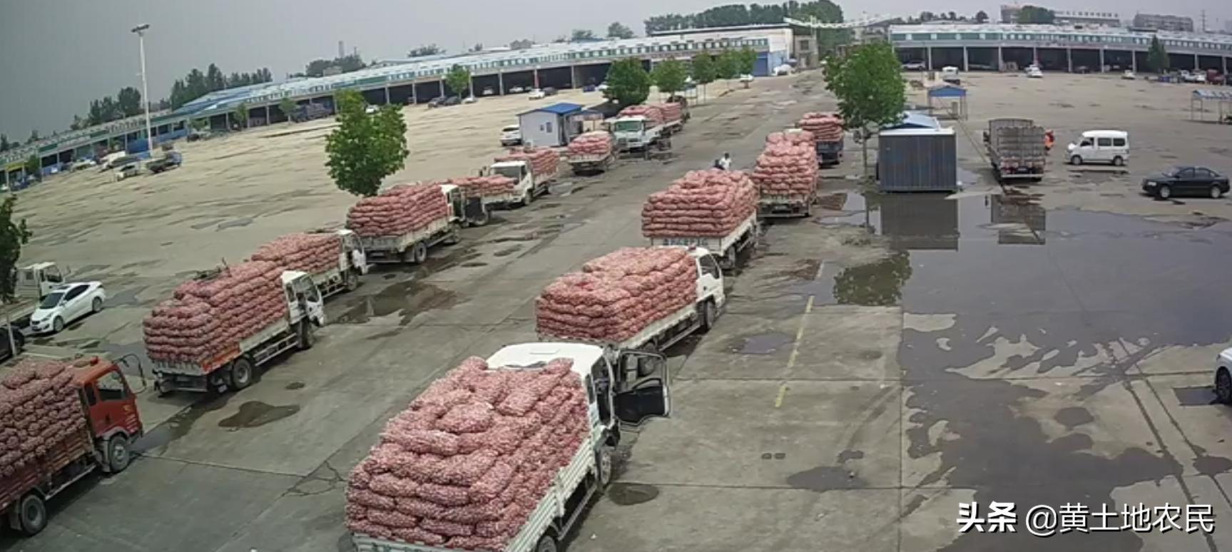 國際大蒜價格實時更新，最新行情概覽