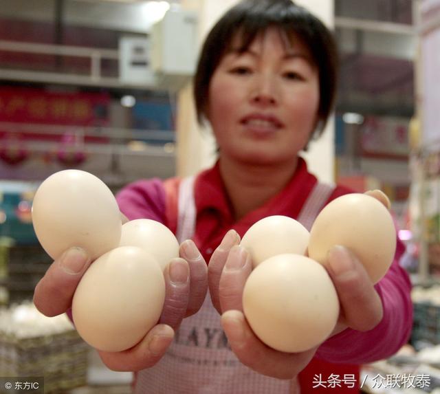 周口雞蛋今日最新價(jià)格,勵(lì)志故事背后的雞蛋價(jià)值探索