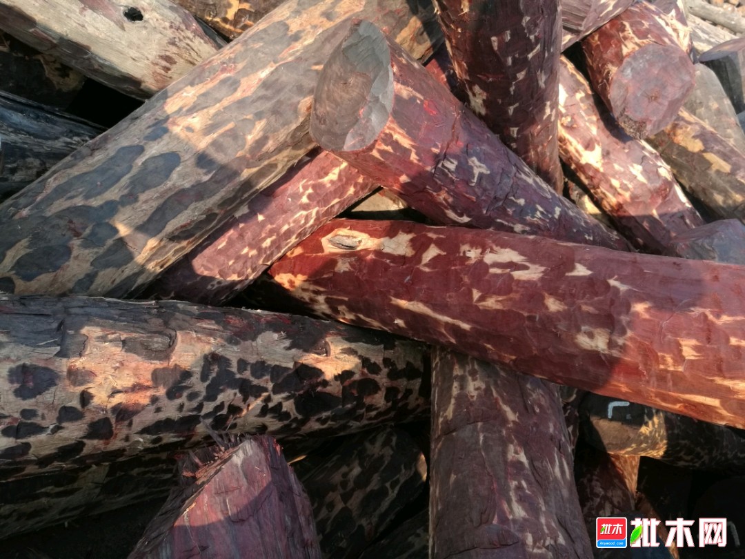 血檀原木最新價格動態(tài)，市場變遷中的學習精神與自信力量