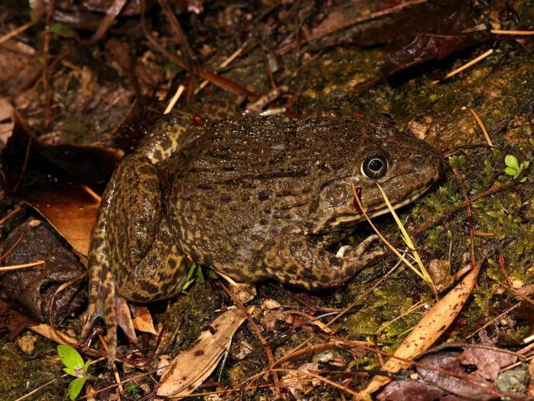 兩棲蛙蛙下載最新版，溫馨的蛙蛙奇遇之旅