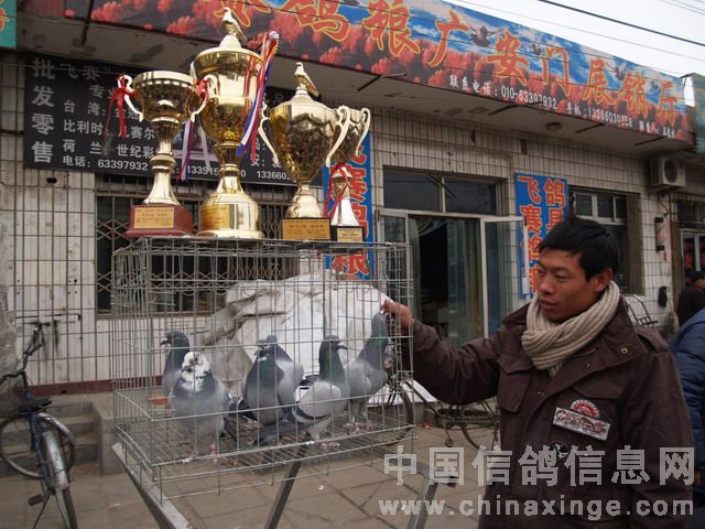 北京鴿市繁榮景象與發(fā)展趨勢(shì)揭秘，最新動(dòng)態(tài)與未來展望