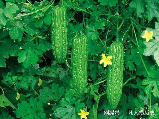 苦瓜最新網(wǎng)站，探索自然美景，尋找內(nèi)心寧靜的輕松之旅