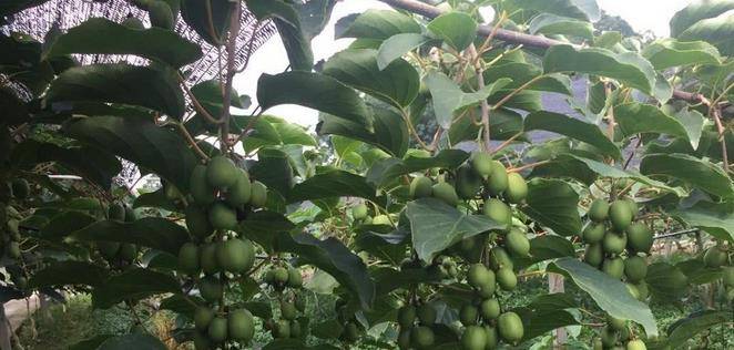 最新型果樹，小巷中的綠色寶藏與獨(dú)特風(fēng)味小店的探索