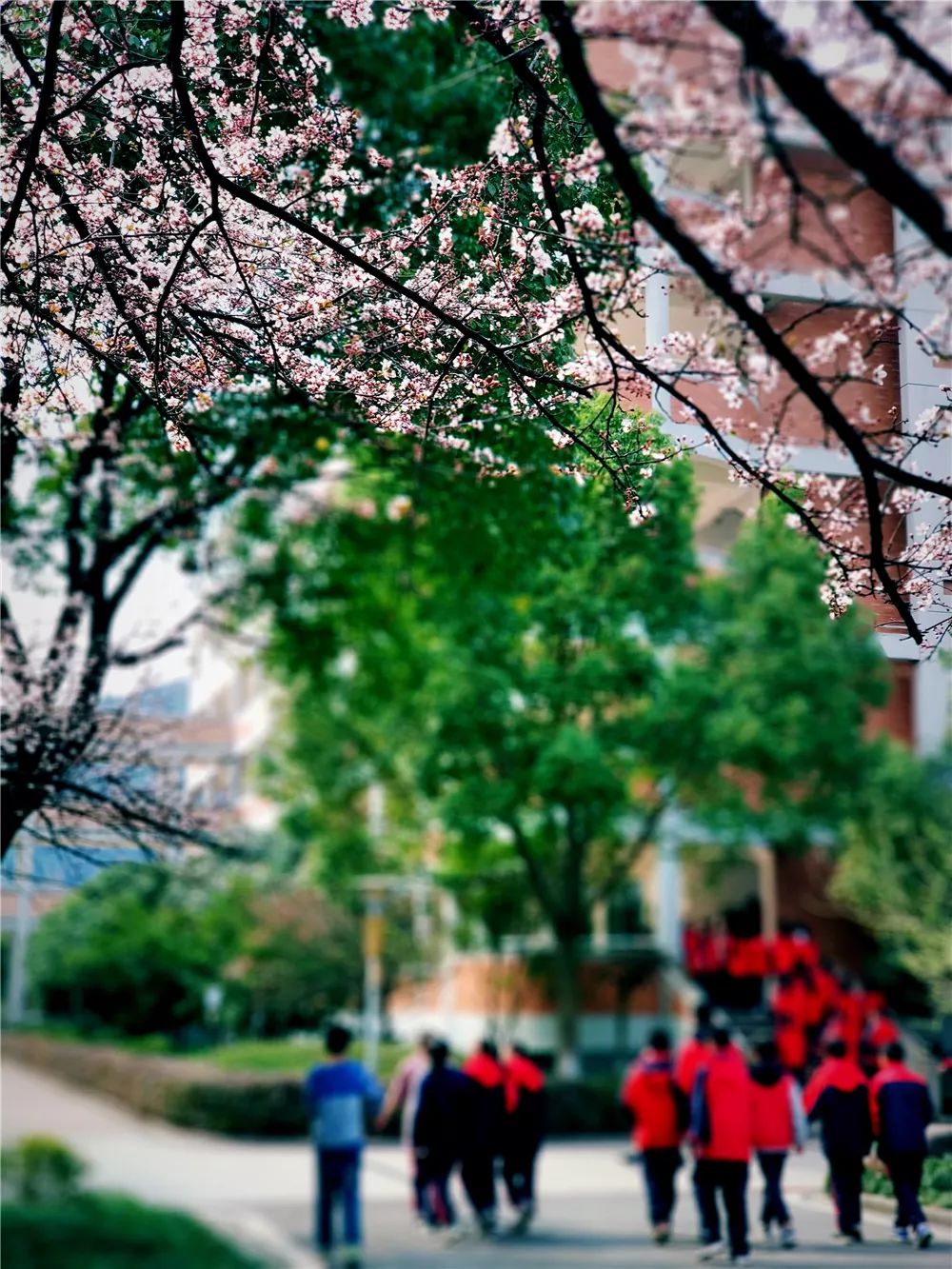 校園風(fēng)采新照，展現(xiàn)青春風(fēng)采的照片集錦