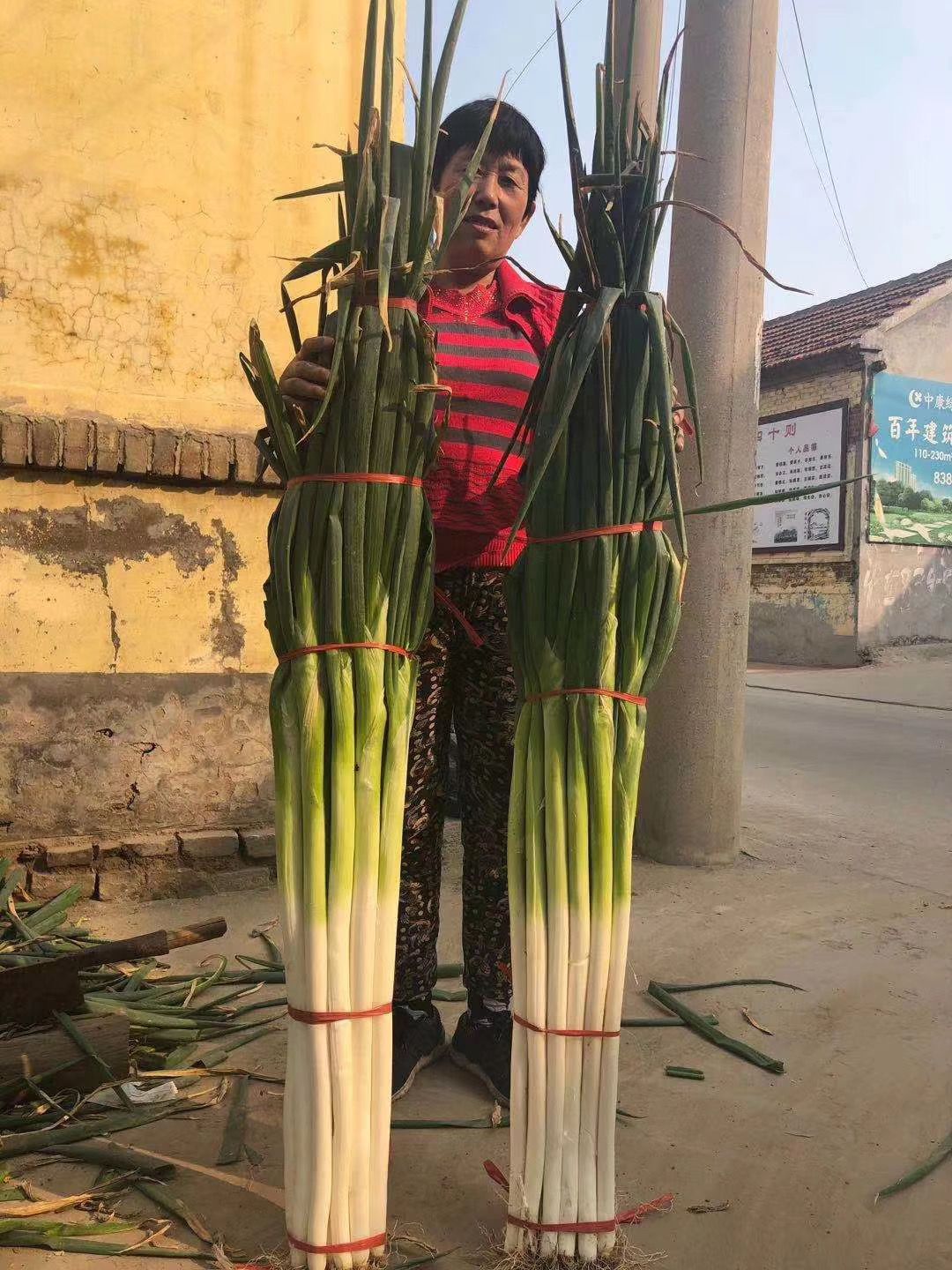 保定大蔥近期價格走勢，機(jī)遇與挑戰(zhàn)中的勵志力量
