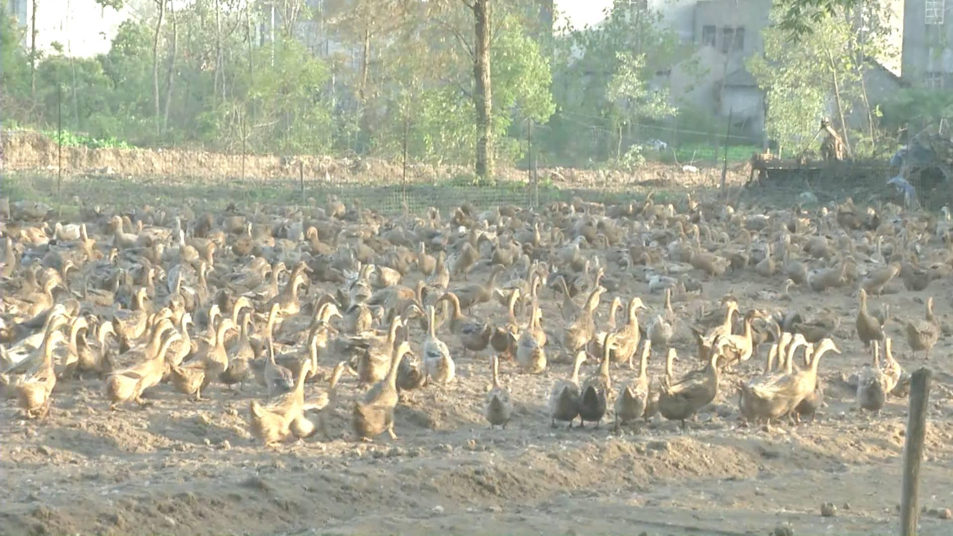 鴨蛋行情網(wǎng)，科技引領鴨蛋市場新時代
