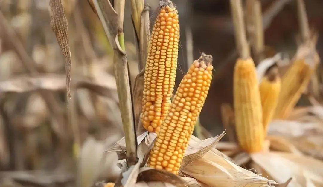 今日山東玉米價格行情，智能農(nóng)業(yè)引領(lǐng)新紀(jì)元風(fēng)向標(biāo)