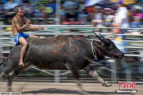 騎水牛比賽，傳統(tǒng)競技的魅力與爭議展現(xiàn)