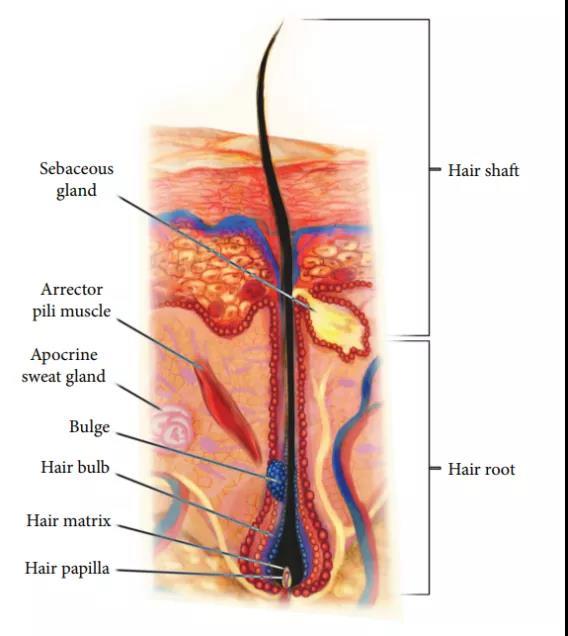 橫紋肌樣瘤最新治療技術(shù)，小巷深處的生命曙光