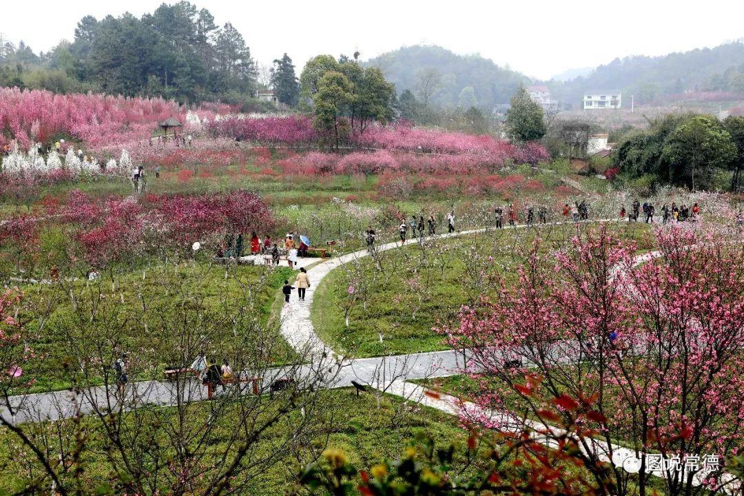 常德最新疫情動(dòng)態(tài)步驟指南，初學(xué)者與進(jìn)階用戶必讀