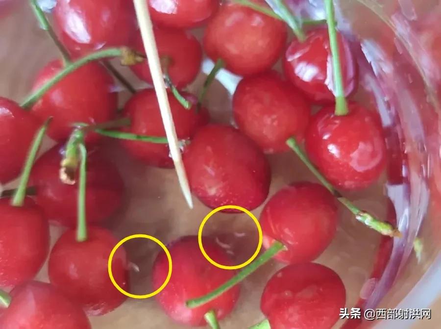 射洪上市公司，小巷深處的獨(dú)特風(fēng)味揭秘