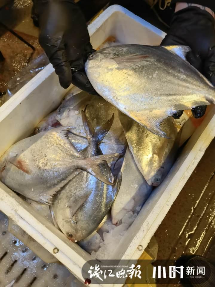 帶魚(yú)行情，一場(chǎng)海鮮盛宴的溫馨之旅