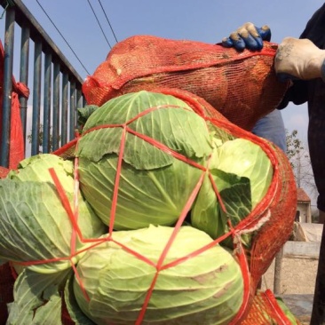 湖北包菜價格動態(tài),湖北包菜價格動態(tài)，一場尋找內(nèi)心平靜的綠色之旅