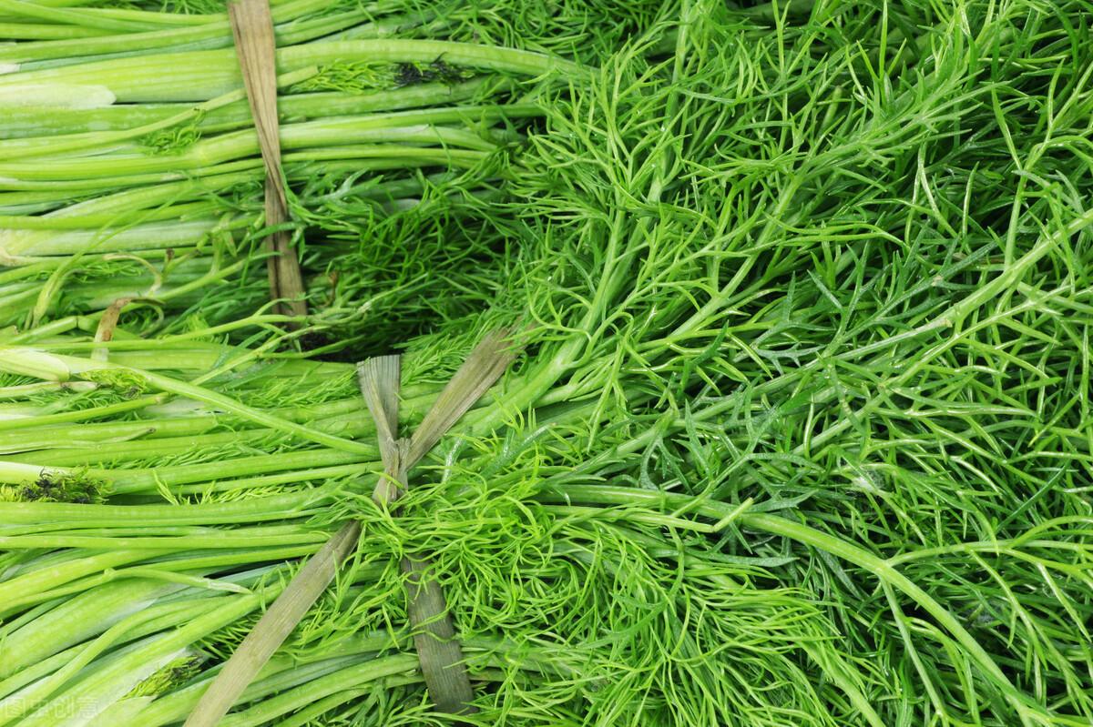 茴香價格動態(tài)，香氣變化與你的關聯(lián)