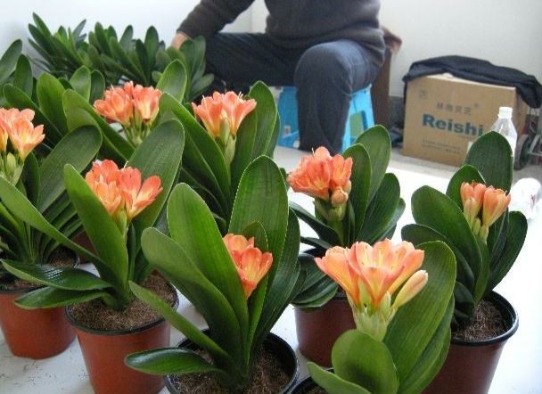 君子蘭價(jià)格變化中的自信與成就感，從綠葉到金花之路