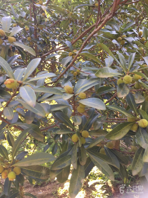 橫河大山搬遷最新動態(tài)，力量重塑與未來希望