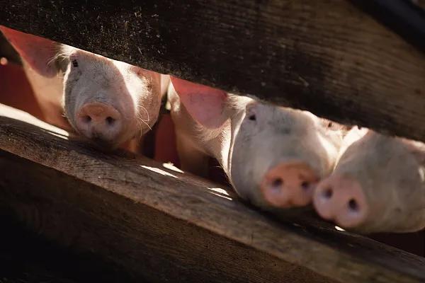 全國生豬市場價(jià)格動(dòng)態(tài)，變化中的機(jī)遇與挑戰(zhàn)的旅程