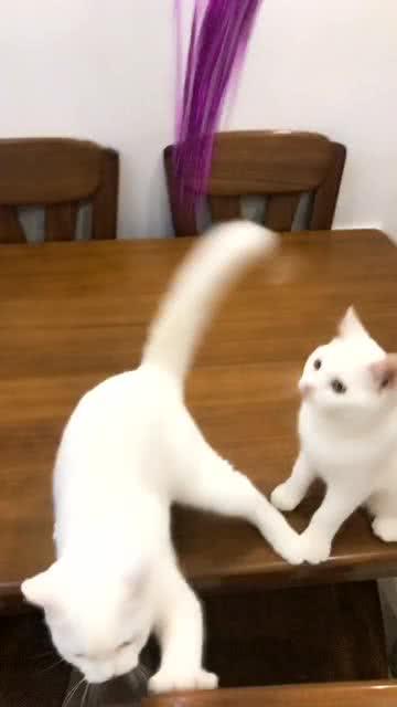 貓咪視頻最新版，小巷貓步優(yōu)雅輕舞