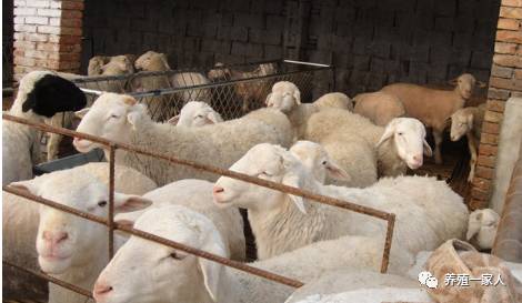 內(nèi)蒙古活羊價格指南，如何了解與評估羊只價值