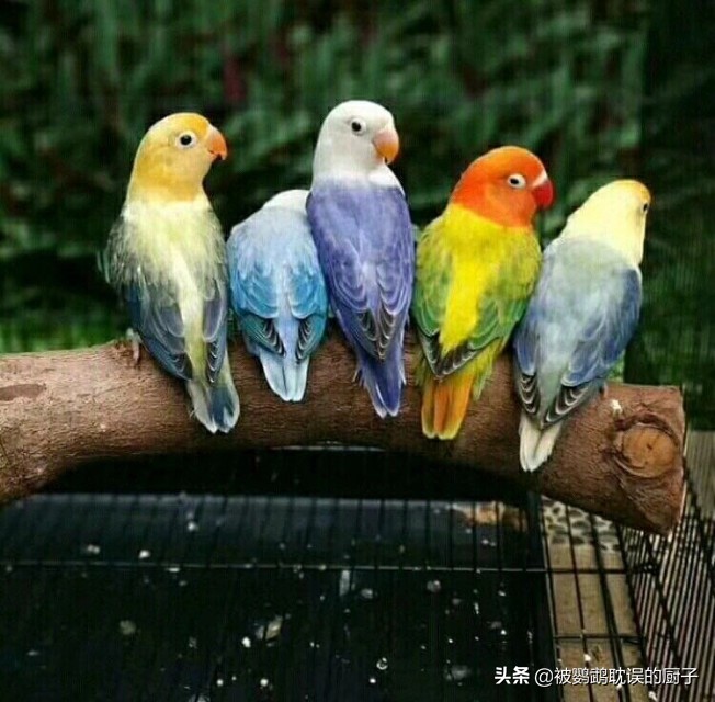 牡丹鸚鵡最新報價，市場走勢分析與選購指南