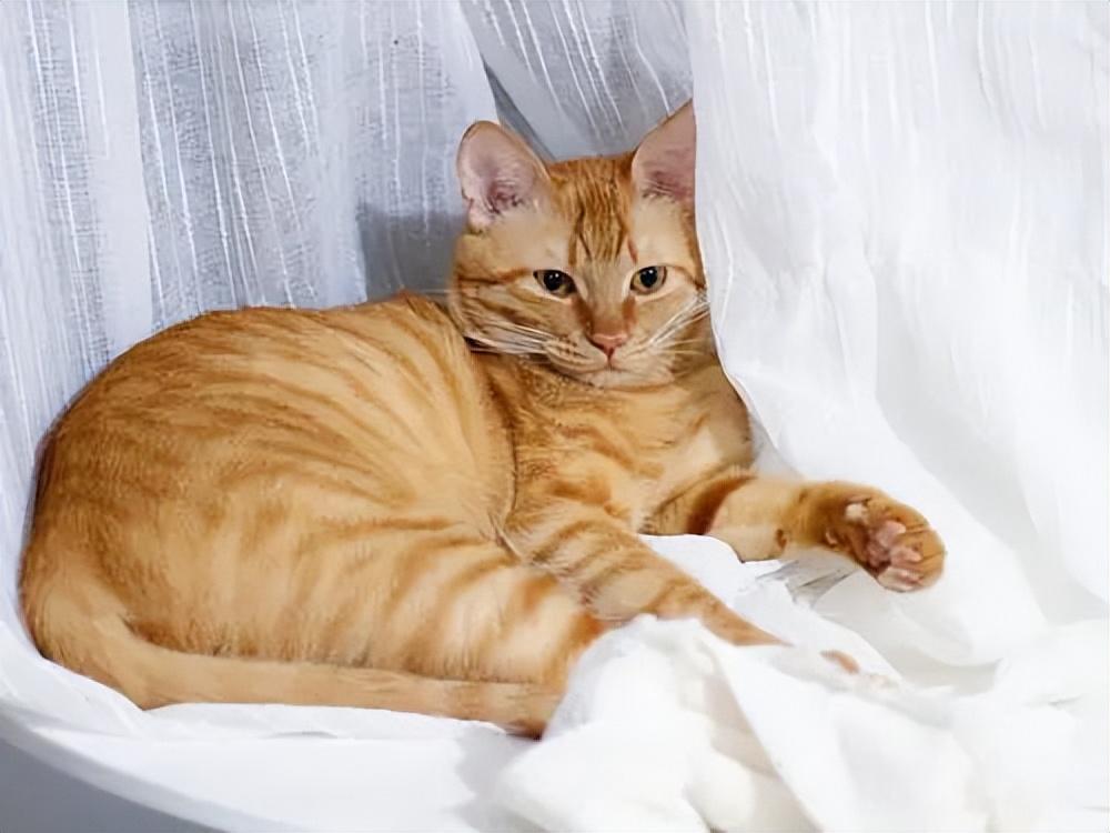 貓品種與價(jià)格，一場(chǎng)自然美景的探尋之旅