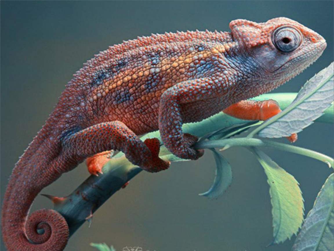 全新版變色龍，小巷中的神秘瑰寶