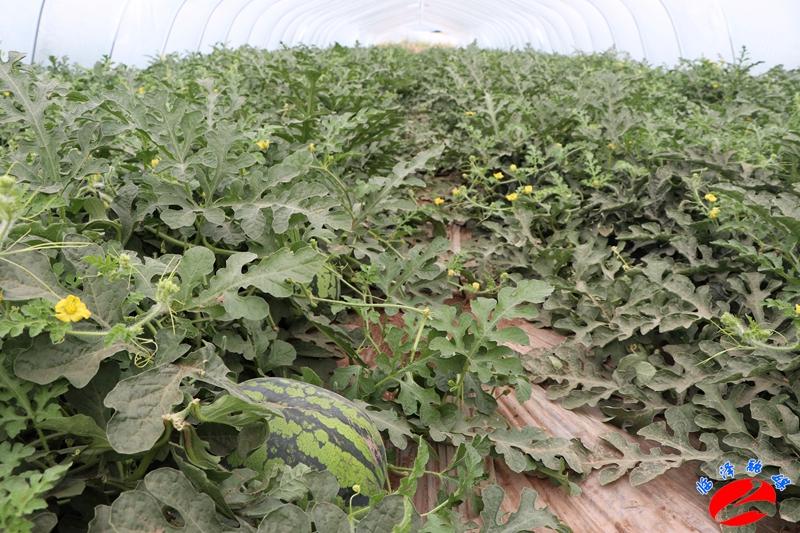 全國西瓜最新價(jià)格行情，綠色之旅探尋內(nèi)心平靜