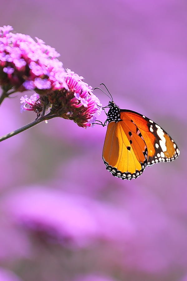 紫蝶舞動新篇章，任務(wù)完成與技能學(xué)習(xí)指南