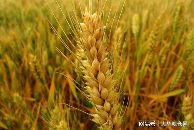 河北小麥價(jià)格最新行情概覽與指南