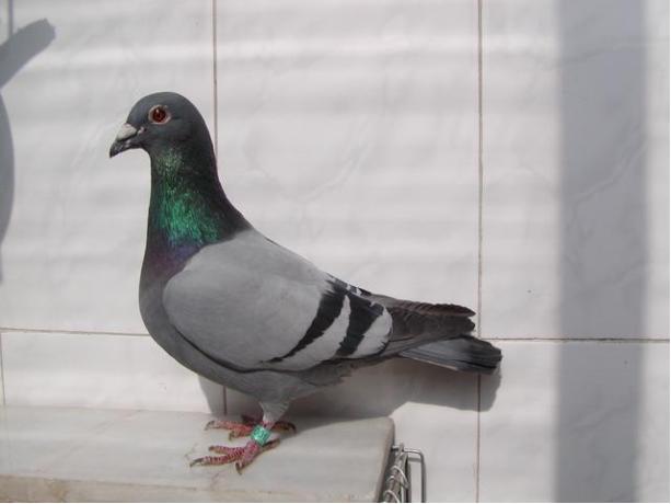 賽鴿定向新進(jìn)展揭秘，小巷中的神秘寶藏探索