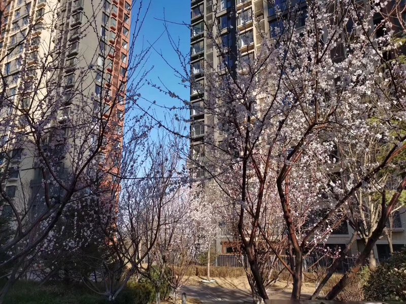 燕郊房?jī)r(jià)動(dòng)態(tài)更新，科技引領(lǐng)房產(chǎn)新紀(jì)元，最新資訊速遞