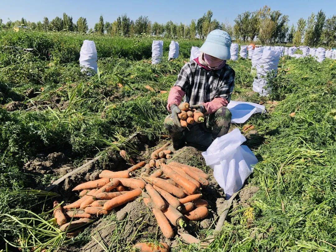 胡蘿卜最新市場價格概覽，最新市場價格指南