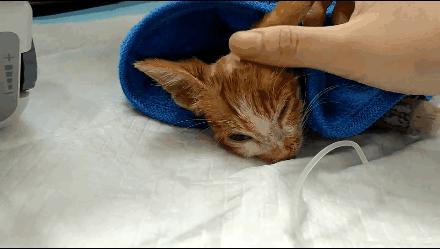 貓球比賽，激發(fā)潛力的勵志之旅