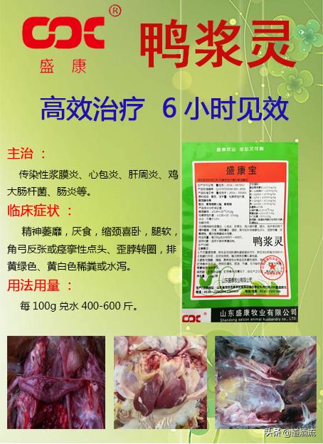 現(xiàn)在鴨苗行情詳解，選購(gòu)、養(yǎng)殖與盈利的全方位指南